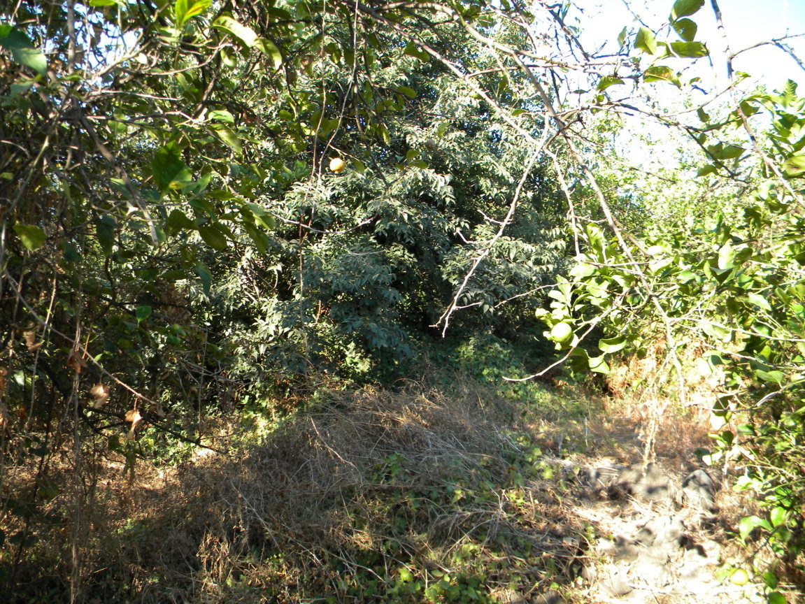 DSCN8090 .JPG
